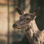 A detailed close-up portrait of a wild deer with blurred background in natural habitat.