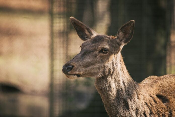 A detailed close-up portrait of a wild deer with blurred background in natural habitat.