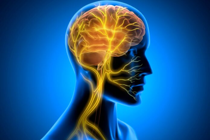 Unlocking Vagus Nerve Secrets: Myths, Facts, and Health Benefits